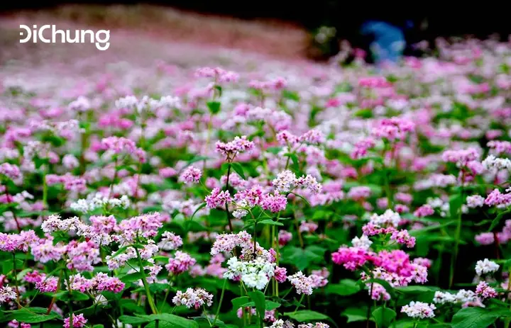 Hoa Tam Giác Mạch Nở Tháng Mấy? Cẩm Nang Ngắm Hoa Toàn Tập Tại Hà Giang Hoa Tam Giác Mạch Nở Tháng Mấy? Cẩm Nang Ngắm Hoa Toàn Tập Tại Hà Giang