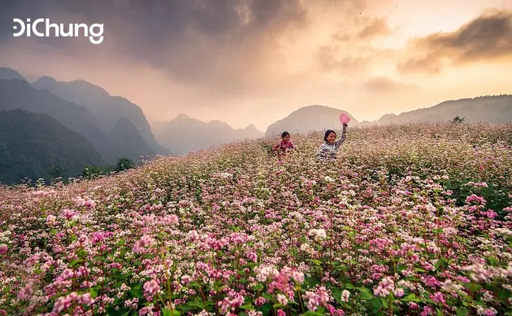 Hoa Tam Giác Mạch Nở Tháng Mấy? Cẩm Nang Ngắm Hoa Toàn Tập Tại Hà Giang Hoa Tam Giác Mạch Nở Tháng Mấy? Cẩm Nang Ngắm Hoa Toàn Tập Tại Hà Giang