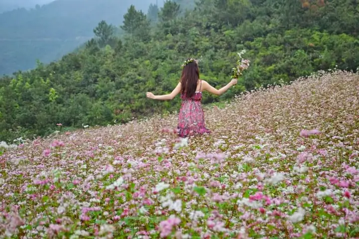 Hoa Tam Giác Mạch Nở Tháng Mấy? Cẩm Nang Ngắm Hoa Toàn Tập Tại Hà Giang Hoa Tam Giác Mạch Nở Tháng Mấy? Cẩm Nang Ngắm Hoa Toàn Tập Tại Hà Giang
