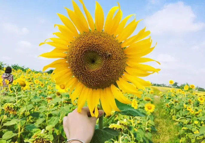 Hoa Tượng Trưng Cho Mùa Hè: 7 Loài Hoa Biểu Tượng Và Điểm Du Lịch Đáng Ghé Hoa Tượng Trưng Cho Mùa Hè: 7 Loài Hoa Biểu Tượng Và Điểm Du Lịch Đáng Ghé