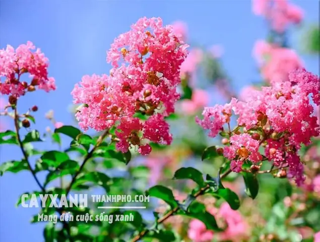 Hướng Dẫn Trồng Và Chăm Sóc Hoa Tường Vi – Bí Quyết Xanh Tươi Cho Mọi Nhà