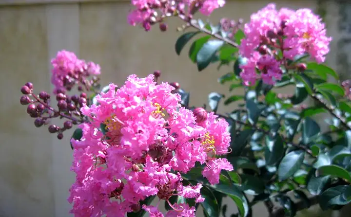 Hướng Dẫn Trồng Và Chăm Sóc Hoa Tường Vi – Bí Quyết Xanh Tươi Cho Mọi Nhà