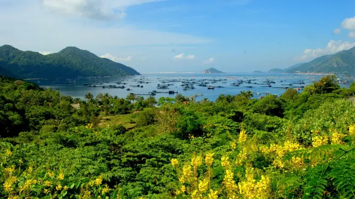 Hoa Vàng Trên Cỏ Xanh Phú Yên: Khám Phá Bãi Xép