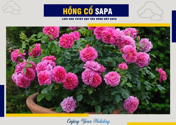 Hoa Hồng Cổ Sapa Có Mấy Màu? Tổng Hợp Thông Tin Chi Tiết Nhất Hoa Hồng Cổ Sapa Có Mấy Màu? Tổng Hợp Thông Tin Chi Tiết Nhất