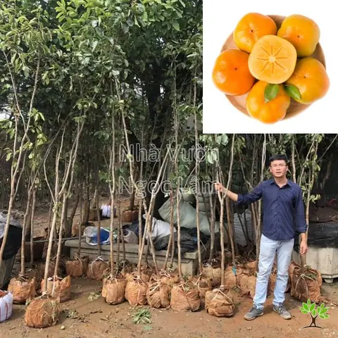 Hồng Giòn Được Trồng Ở Đâu? Khám Phá Vùng Sản Xuất Nổi Tiếng Nhất Hồng Giòn Được Trồng Ở Đâu? Khám Phá Vùng Sản Xuất Nổi Tiếng Nhất