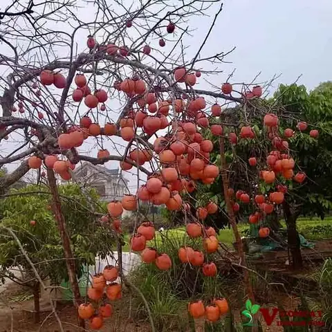 Hồng Giòn Được Trồng Ở Đâu? Khám Phá Vùng Sản Xuất Nổi Tiếng Nhất Hồng Giòn Được Trồng Ở Đâu? Khám Phá Vùng Sản Xuất Nổi Tiếng Nhất