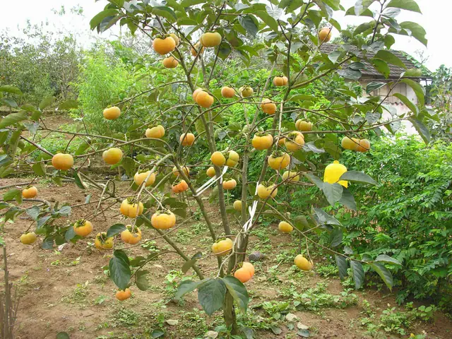 Hồng Giòn Được Trồng Ở Đâu? Khám Phá Vùng Sản Xuất Nổi Tiếng Nhất
