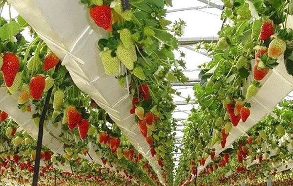 Khu Du Lịch Rừng Lá Phong Đà Lạt: Cẩm Nang Khám Phá Mùa Thu Vàng