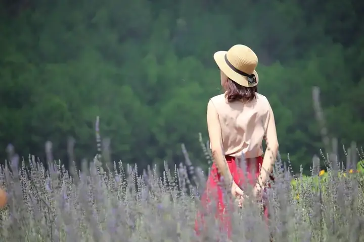 Khu Du Lịch Lavender Đà Lạt: Cẩm Nang Khám Phá Vườn Hoa Tím Mộng Mơ