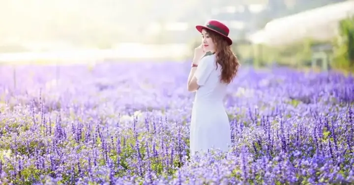 Khu Du Lịch Lavender Đà Lạt: Cẩm Nang Khám Phá Vườn Hoa Tím Mộng Mơ