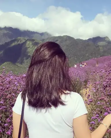 Khu Du Lịch Lavender Đà Lạt: Cẩm Nang Khám Phá Vườn Hoa Tím Mộng Mơ