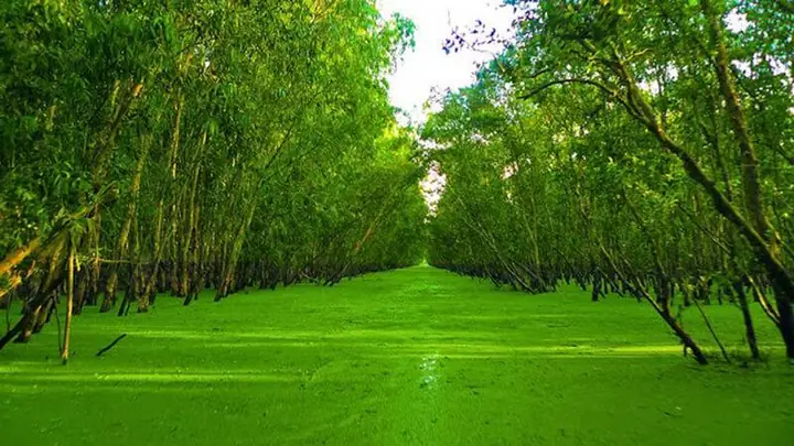 Khám Phá Rừng Tràm Trà Sư: Kinh Nghiệm Du Lịch Khám Phá Rừng Tràm Trà Sư: Kinh Nghiệm Du Lịch