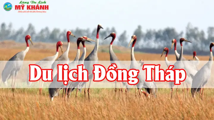 Kinh Nghiệm Du Lịch Đồng Tháp Toàn Diện: Từ A Đến Z Cho Chuyến Đi Hoàn Hảo