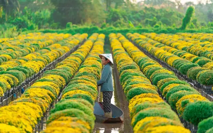 Kinh Nghiệm Du Lịch Đồng Tháp Toàn Diện: Từ A Đến Z Cho Chuyến Đi Hoàn Hảo
