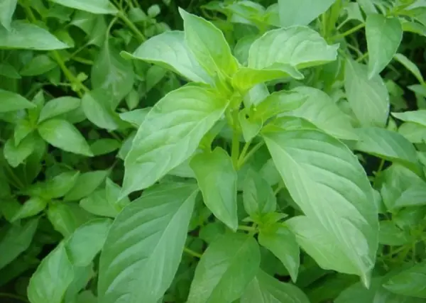 Lá É Mua Ở Đâu Hà Nội? Đánh Giá 7 Địa Chỉ Vàng & Bí Quyết Chọn Lá É Chuẩn Vị