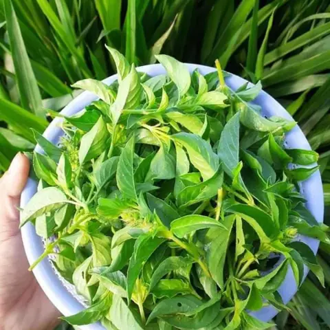 Lá É Mua Ở Đâu Hà Nội? Đánh Giá 7 Địa Chỉ Vàng & Bí Quyết Chọn Lá É Chuẩn Vị