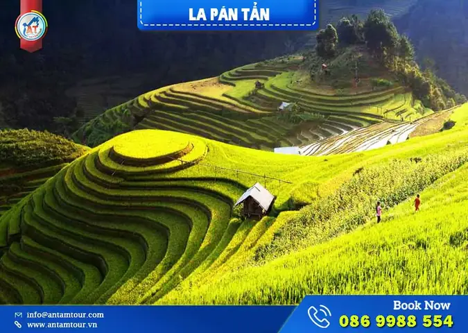 Đồi Mâm Xôi La Pán Tẩn Mù Cang Chải - Khám Phá Mùa Vàng Đẹp Nhất