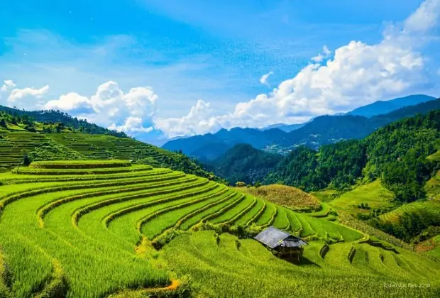 Đồi Mâm Xôi La Pán Tẩn Mù Cang Chải - Khám Phá Mùa Vàng Đẹp Nhất