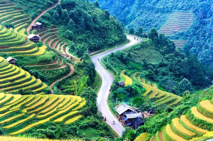 Đồi Mâm Xôi La Pán Tẩn Mù Cang Chải - Khám Phá Mùa Vàng Đẹp Nhất