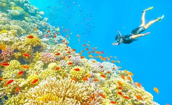 Khám Phá 5 Địa Điểm Lặn Biển Phú Quốc Đẹp Nhất Cho Du Khách