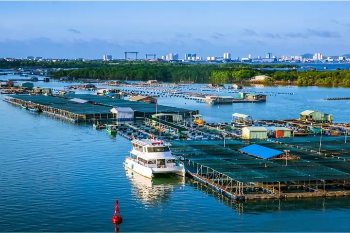 Làng Bè Long Sơn: Trải Nghiệm Hải Sản Tươi Ngon Vũng Tàu Làng Bè Long Sơn: Trải Nghiệm Hải Sản Tươi Ngon Vũng Tàu