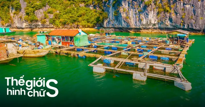 Làng Bè Long Sơn: Trải Nghiệm Hải Sản Tươi Ngon Vũng Tàu Làng Bè Long Sơn: Trải Nghiệm Hải Sản Tươi Ngon Vũng Tàu
