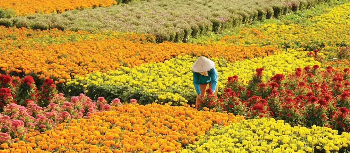 Làng Hoa Kiểng Cái Mơn: Vẻ Đẹp Bến Tre