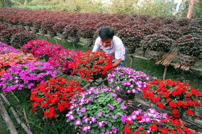 Làng Hoa Kiểng Cái Mơn: Vẻ Đẹp Bến Tre