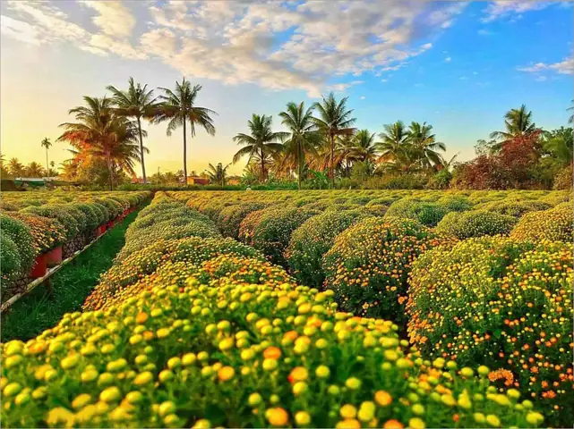 Làng Hoa Sa Đéc: Cẩm Nang Khám Phá Thủ Phủ Hoa Miền Tây