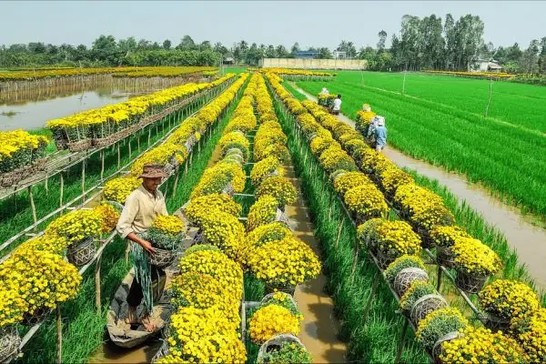 Làng Hoa Sa Đéc: Cẩm Nang Khám Phá Thủ Phủ Hoa Miền Tây