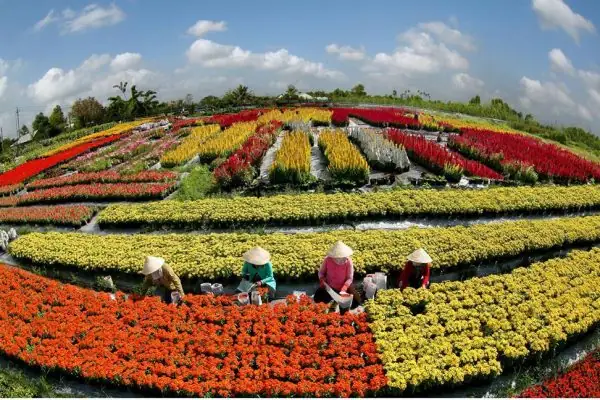 Làng Hoa Sa Đéc: Cẩm Nang Khám Phá Thủ Phủ Hoa Miền Tây