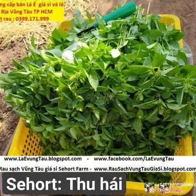 Cẩm Nang Lẩu Gà Lá É Trường Sa: Nguồn Gốc, Cách Làm Và Những Quán Ăn Ngon Nhất