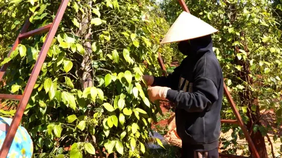 Lễ Chào Cờ Ở Lăng Bác: Cẩm Nang Trải Nghiệm Tinh Thần Dân Tộc Tại Hà Nội