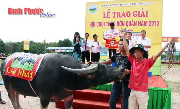 Lễ Hội Chọi Trâu Bình Phước: Hiệp Khúc Đất Và Nước