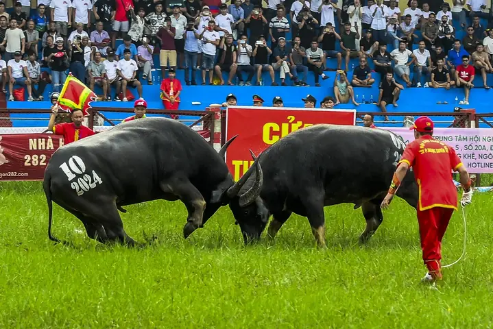 Lễ Hội Chọi Trâu Đồ Sơn: Tất Tần Tật Về Phong Tục Độc Đáo Này