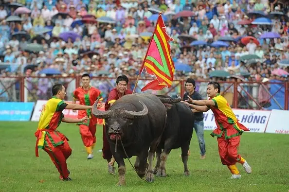 Lễ Hội Chọi Trâu Đồ Sơn: Di Sản Văn Hóa Hải Phòng Lễ Hội Chọi Trâu Đồ Sơn: Di Sản Văn Hóa Hải Phòng