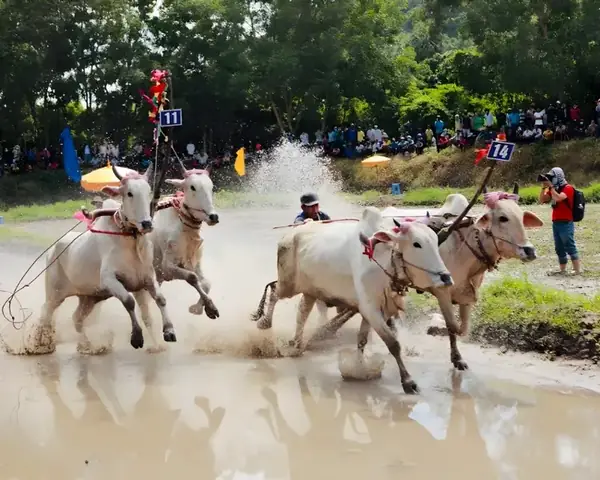 Lễ Hội Đua Bò Bảy Núi: Nét Văn Hóa Khmer Đặc Sắc Ở An Giang