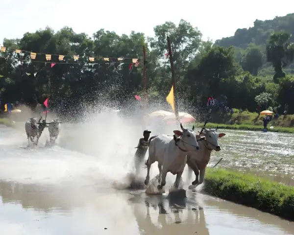 Lễ Hội Đua Bò Bảy Núi: Nét Văn Hóa Khmer Đặc Sắc Ở An Giang