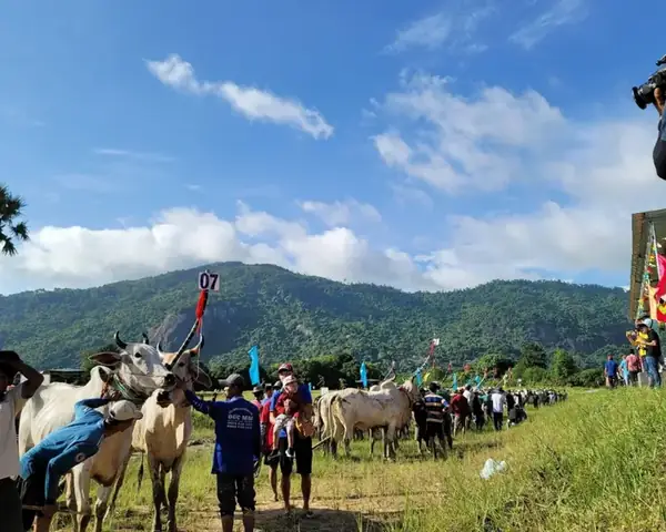 Lễ Hội Đua Bò Bảy Núi: Nét Văn Hóa Khmer Đặc Sắc Ở An Giang