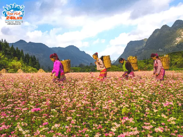 Lễ Hội Hoa Tam Giác Mạch Hà Giang 2020: Chủ Đề, Thời Gian, Hoạt Động