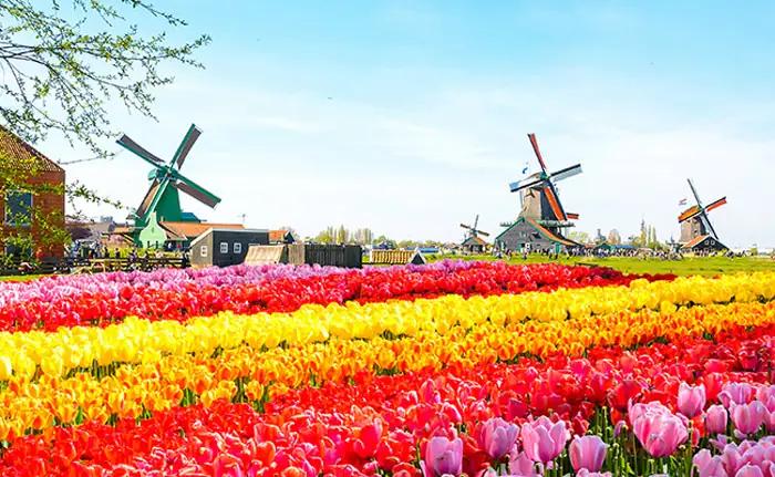Cẩm Nang Trọn Vẹn Để Tham Gia Lễ Hội Hoa Tulip Ở Hà Lan