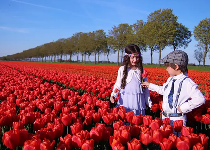 Cẩm Nang Trọn Vẹn Để Tham Gia Lễ Hội Hoa Tulip Ở Hà Lan Cẩm Nang Trọn Vẹn Để Tham Gia Lễ Hội Hoa Tulip Ở Hà Lan