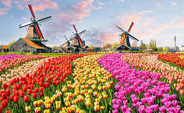 Cẩm Nang Trọn Vẹn Để Tham Gia Lễ Hội Hoa Tulip Ở Hà Lan Cẩm Nang Trọn Vẹn Để Tham Gia Lễ Hội Hoa Tulip Ở Hà Lan