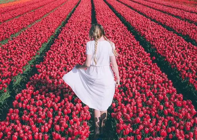 Cẩm Nang Trọn Vẹn Để Tham Gia Lễ Hội Hoa Tulip Ở Hà Lan Cẩm Nang Trọn Vẹn Để Tham Gia Lễ Hội Hoa Tulip Ở Hà Lan