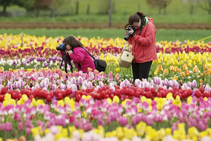 Cẩm Nang Trọn Vẹn Để Tham Gia Lễ Hội Hoa Tulip Ở Hà Lan Cẩm Nang Trọn Vẹn Để Tham Gia Lễ Hội Hoa Tulip Ở Hà Lan