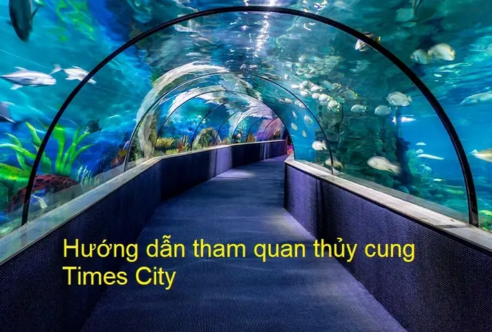 Lối Vào Thủy Cung Time City: Hướng Dẫn Đầy Đủ Cho Du Khách Lối Vào Thủy Cung Time City: Hướng Dẫn Đầy Đủ Cho Du Khách