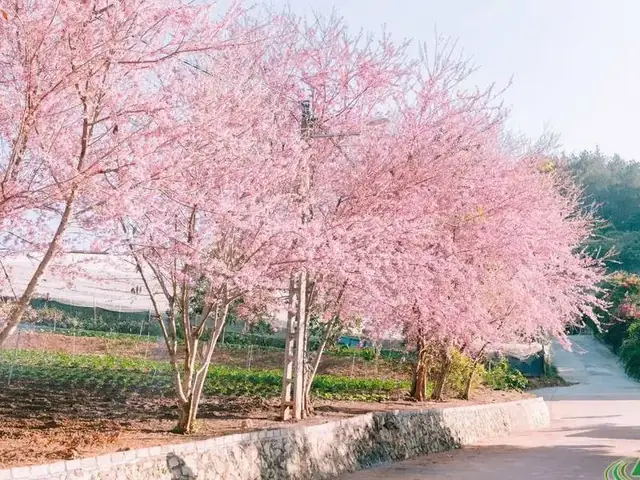 Mai Châu Và Mộc Châu Ở Đâu? Phân Biệt & Cẩm Nang Khám Phá Hai Vùng Cao Nguyên Mai Châu Và Mộc Châu Ở Đâu? Phân Biệt & Cẩm Nang Khám Phá Hai Vùng Cao Nguyên