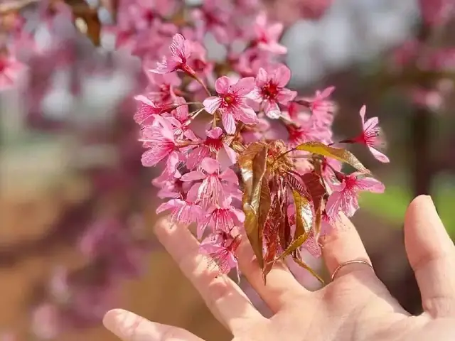 Mai Châu Và Mộc Châu Ở Đâu? Phân Biệt & Cẩm Nang Khám Phá Hai Vùng Cao Nguyên Mai Châu Và Mộc Châu Ở Đâu? Phân Biệt & Cẩm Nang Khám Phá Hai Vùng Cao Nguyên