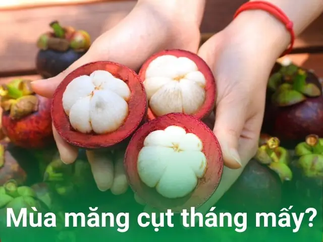 Măng Cụt Ở Đâu Ngon Nhất: Trải Nghiệm Đặc Sản Vàng Từ Vườn Cổ Thụ Lái Thiêu