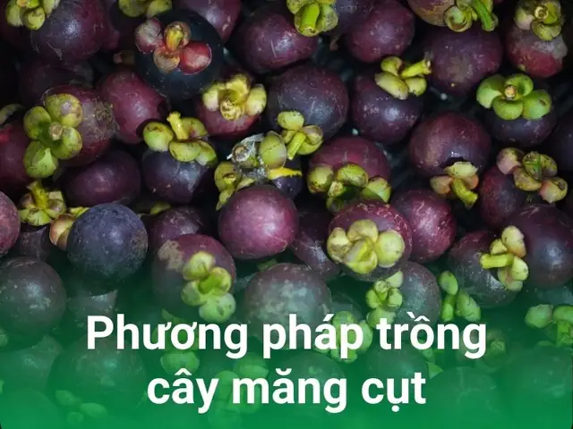 Măng Cụt Ở Đâu Ngon Nhất: Trải Nghiệm Đặc Sản Vàng Từ Vườn Cổ Thụ Lái Thiêu